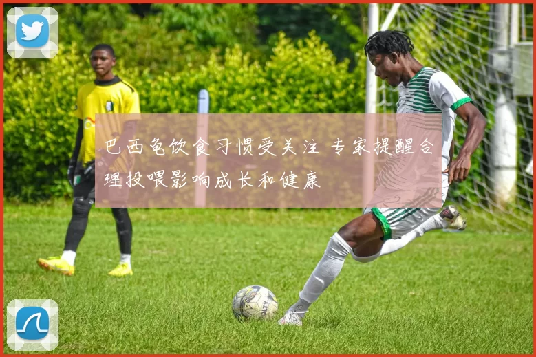 巴西龟饮食习惯受关注 专家提醒合理投喂影响成长和健康